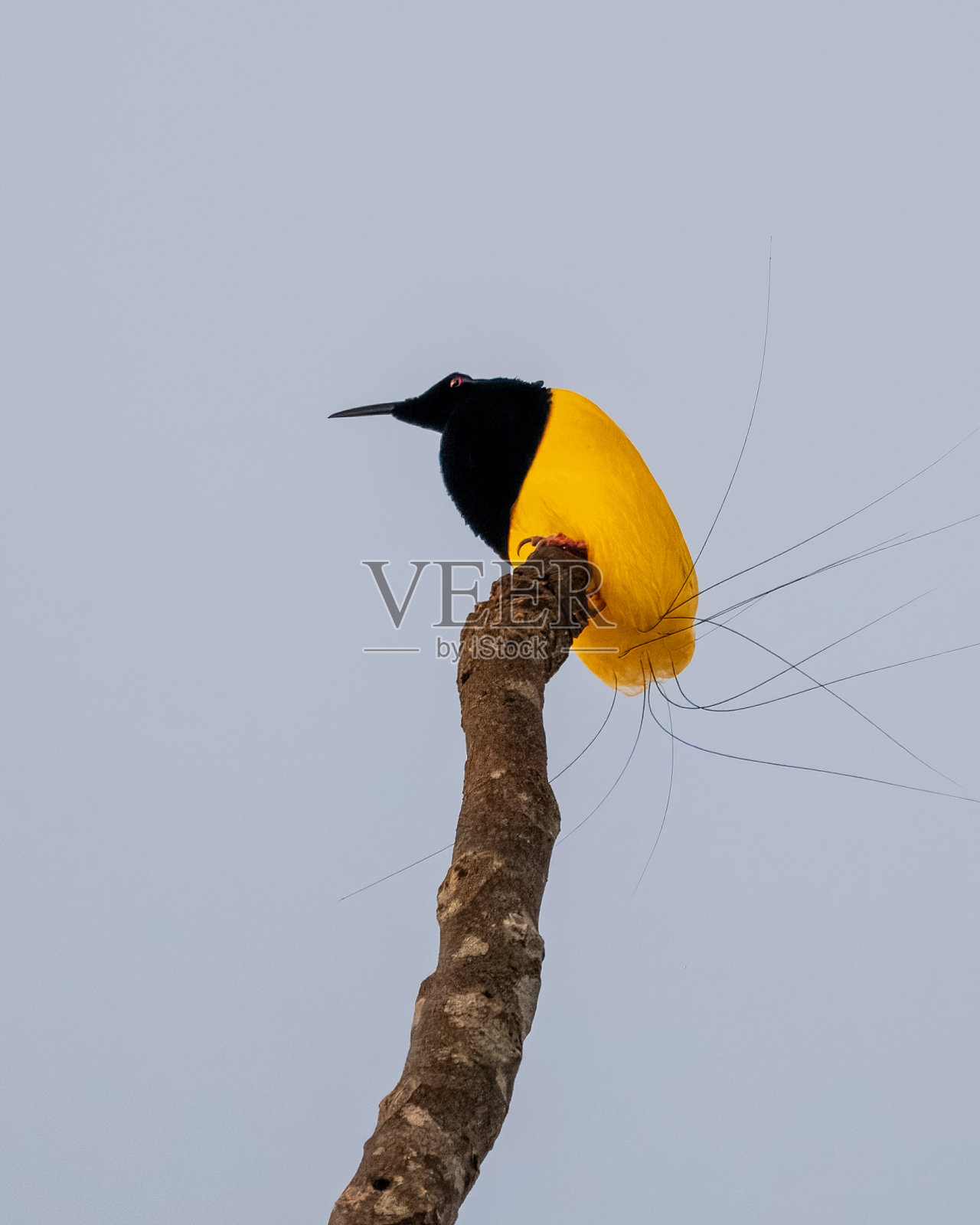 在西巴布亚看到的十二线极乐鸟,照片摄影图片