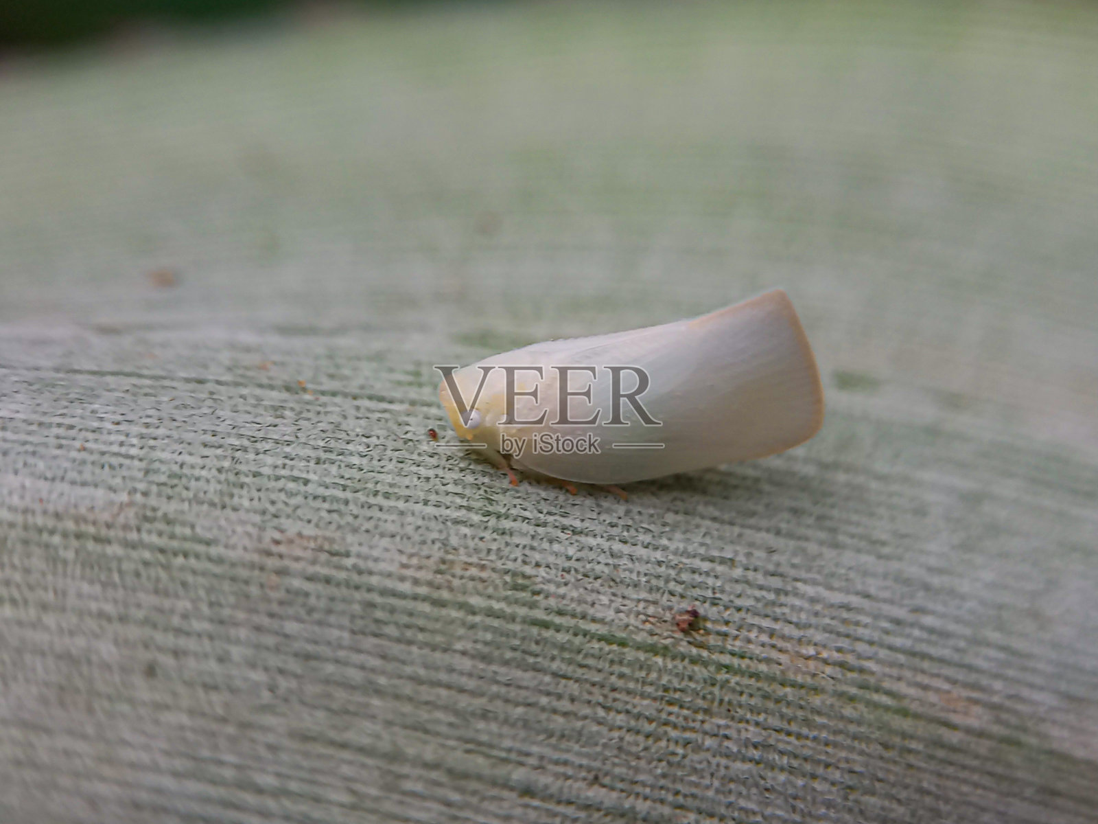 Flatidae照片摄影图片