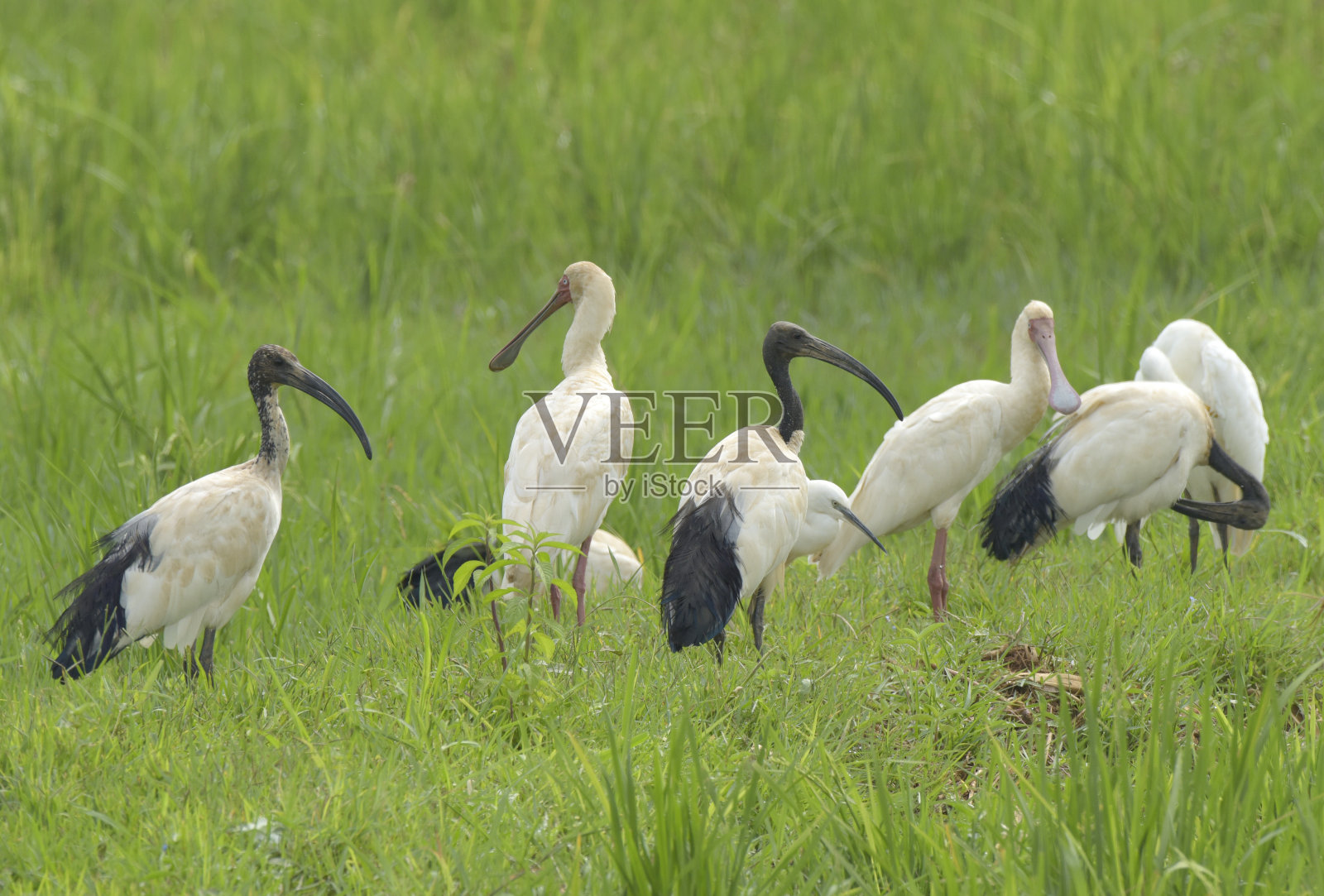 非洲埃及圣鹮照片摄影图片