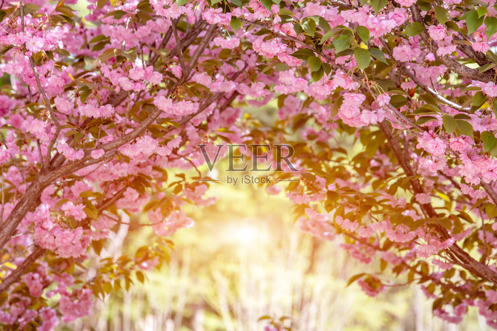 公园里樱花盛开照片摄影图片