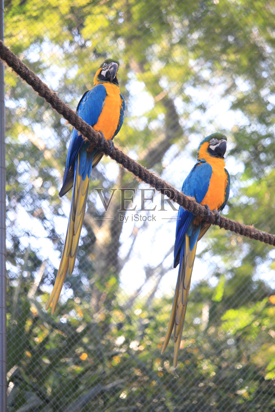 蓝黄金刚鹦鹉照片摄影图片