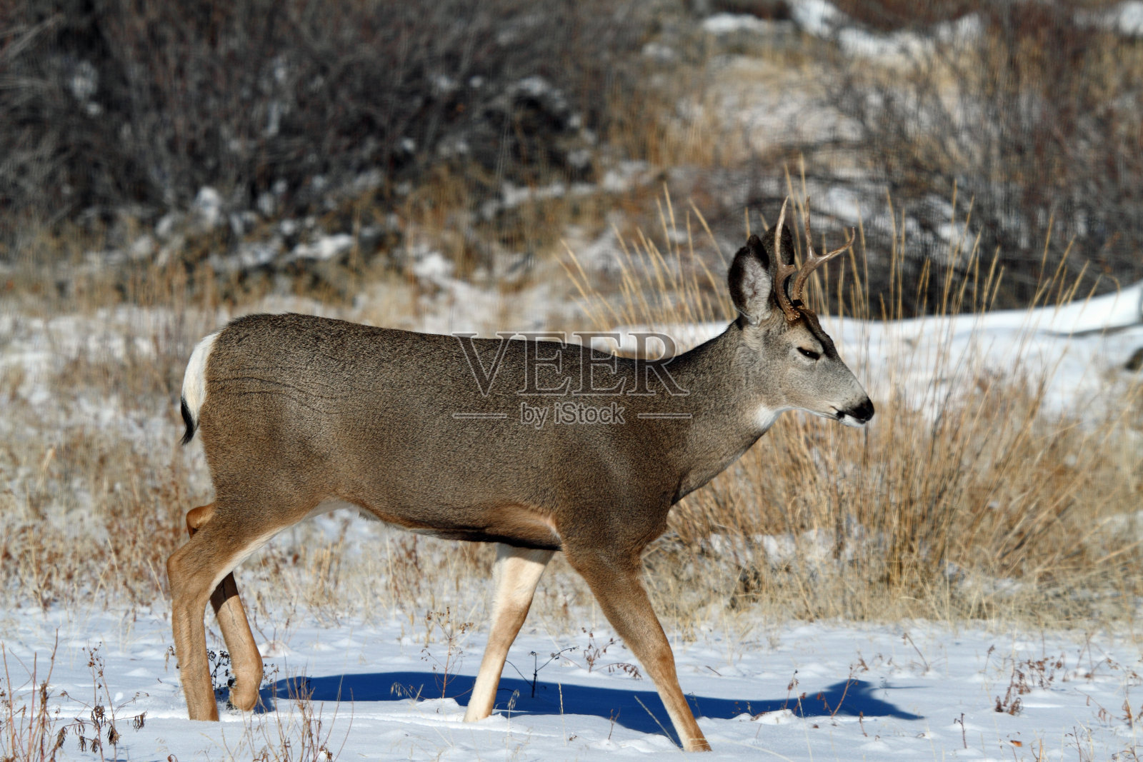 黑尾鹿照片摄影图片