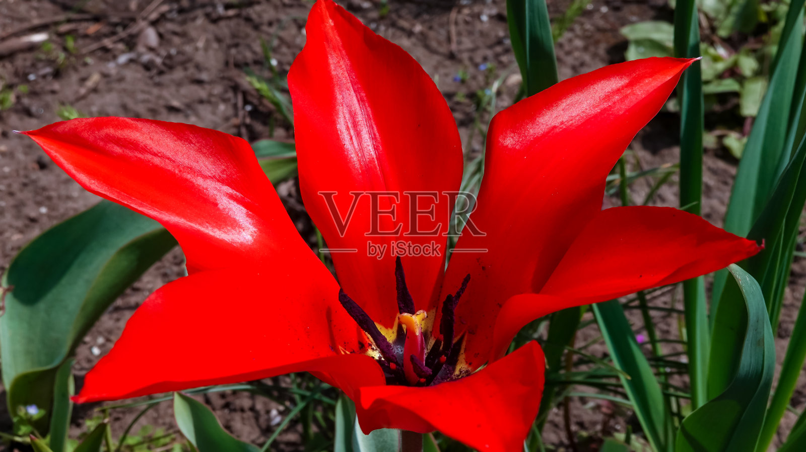 近景,植物园里春天盛开的红色郁金香照片摄影图片