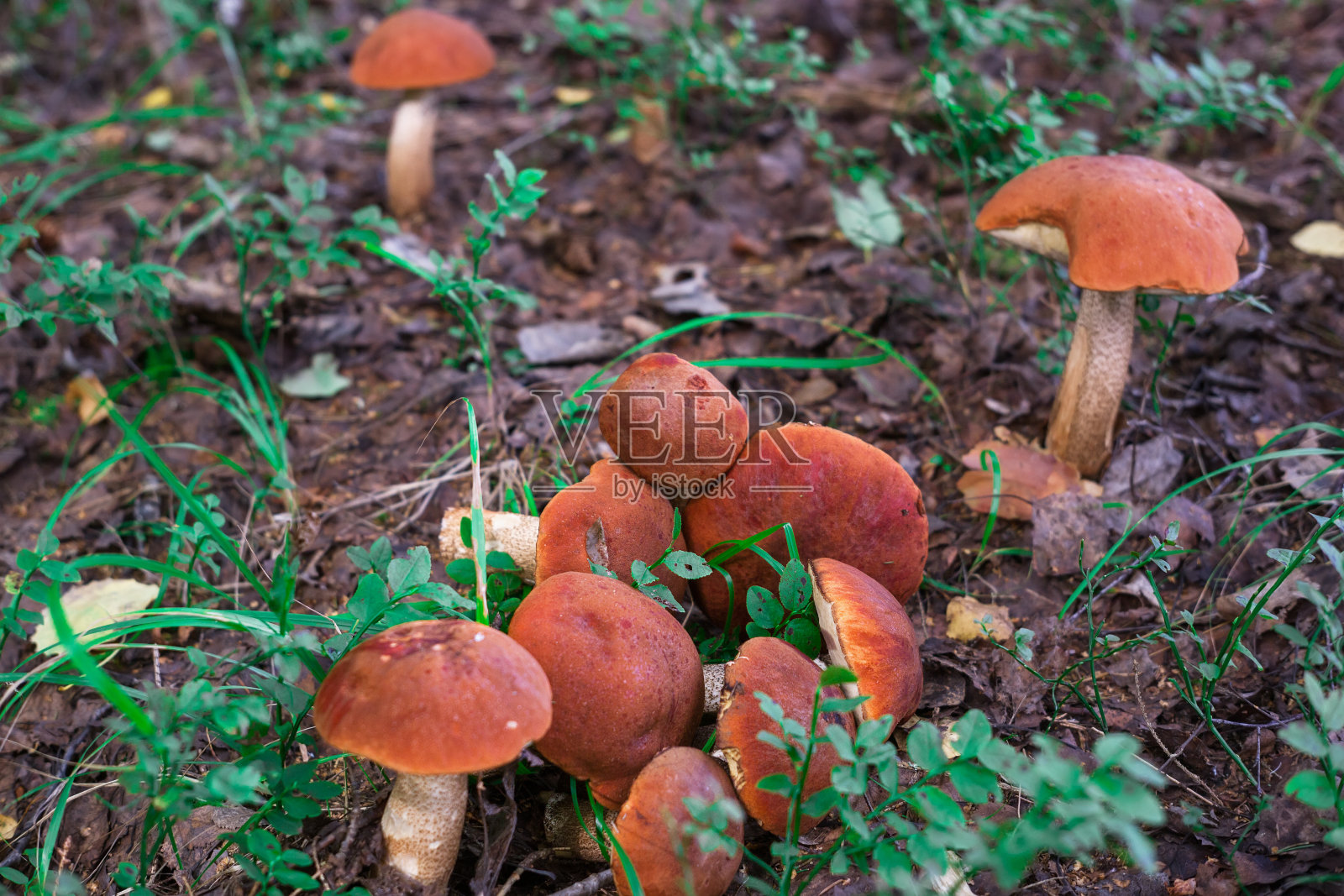 森林里长着一种可食用的蘑菇照片摄影图片