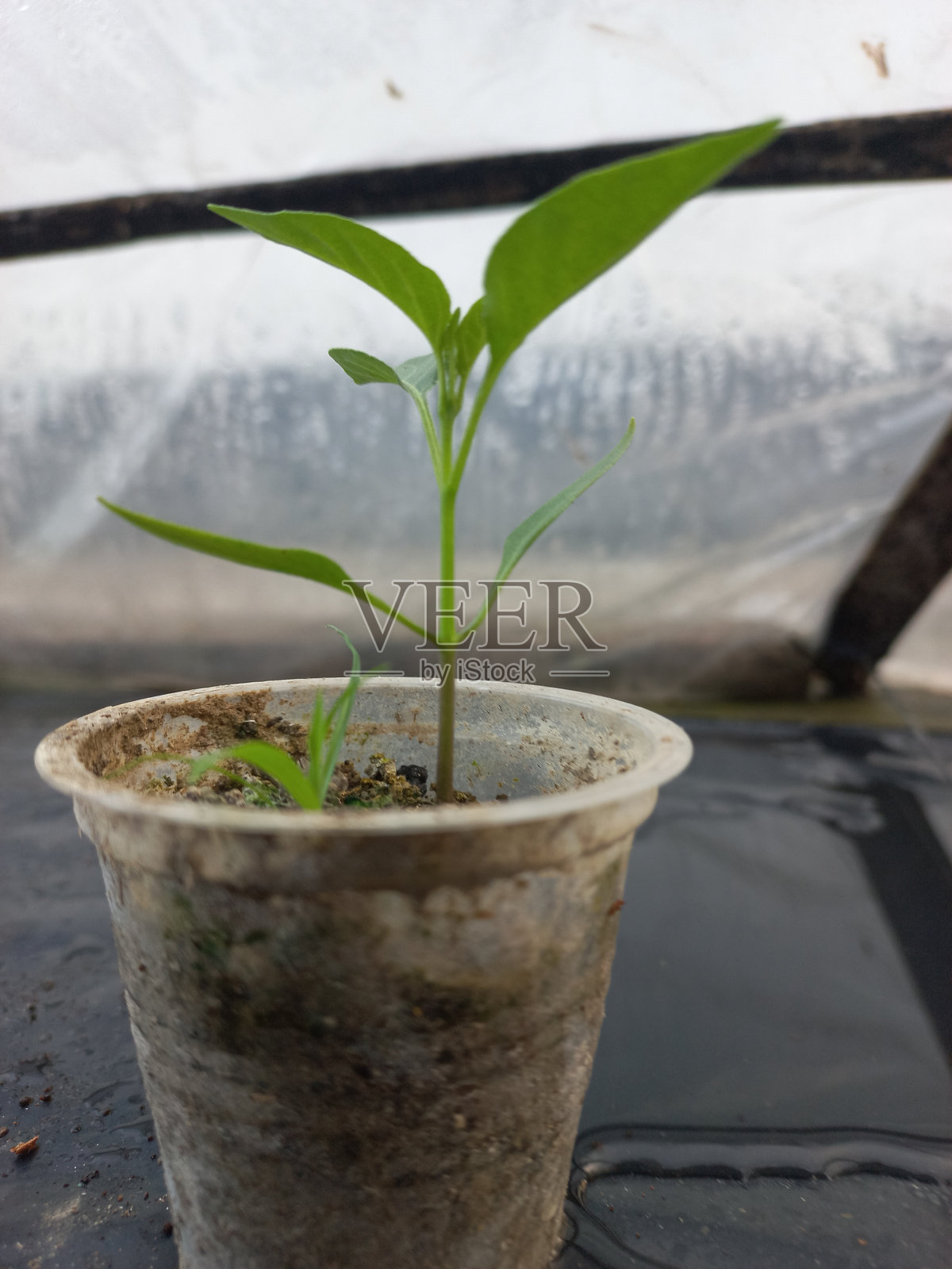 在种子生长杯中的一种球状植物照片摄影图片