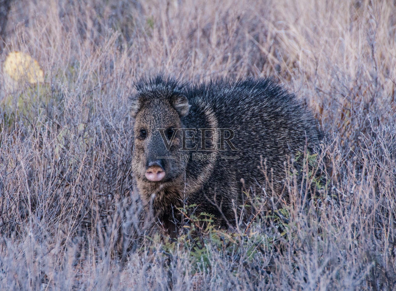 一对标枪女穿过德克萨斯州大本德国家公园的沙漠照片摄影图片