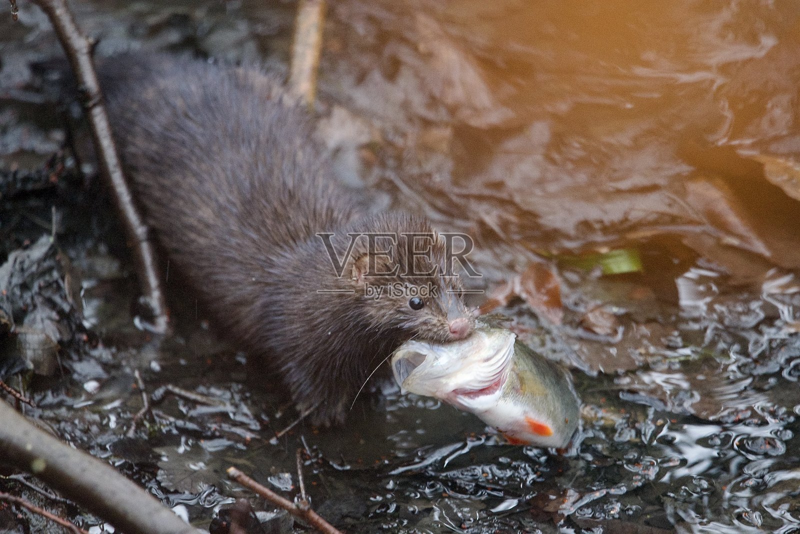 美国水貂嘴里含着鱼(鲈鱼)钓鱼照片摄影图片