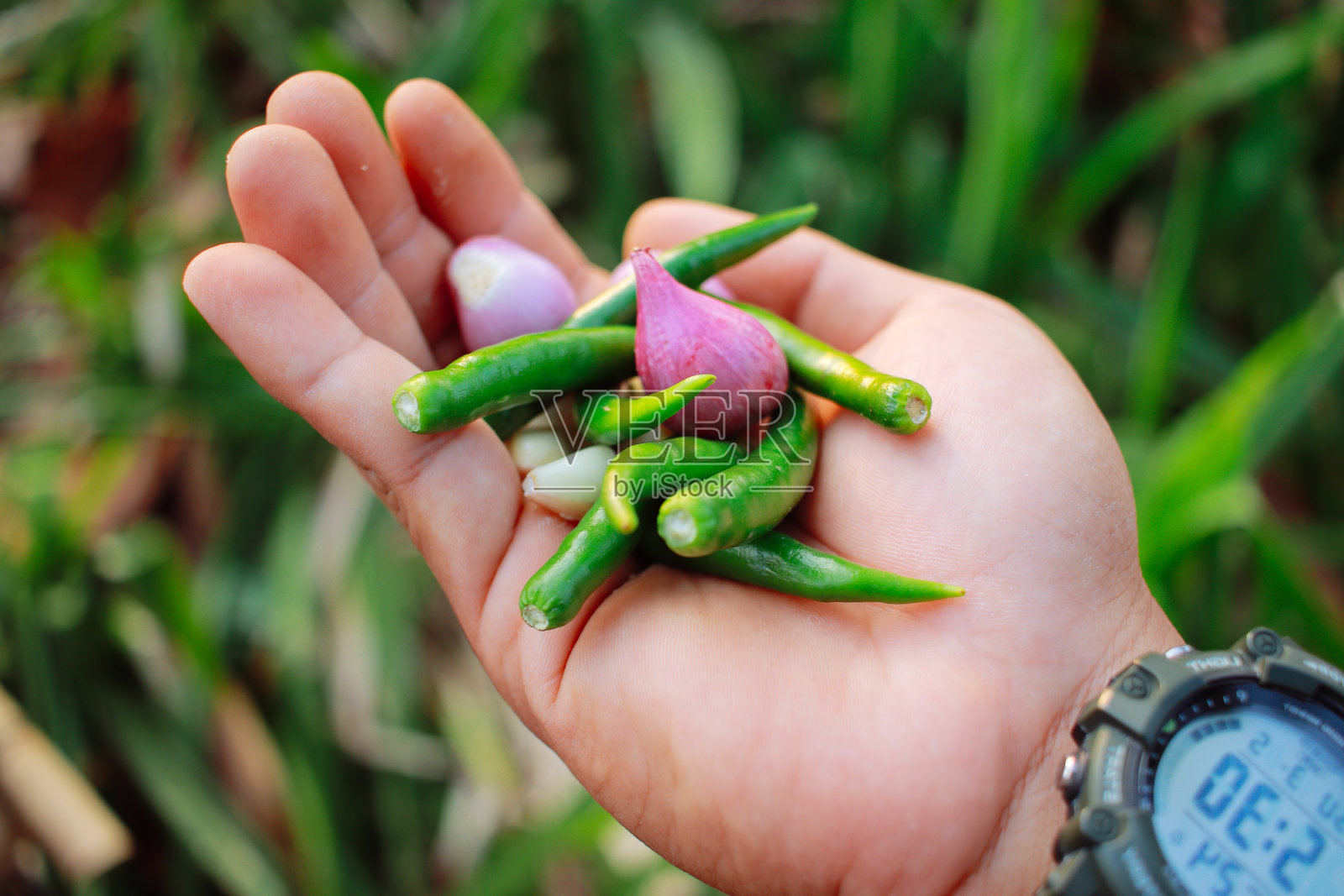 泰国青椒照片摄影图片