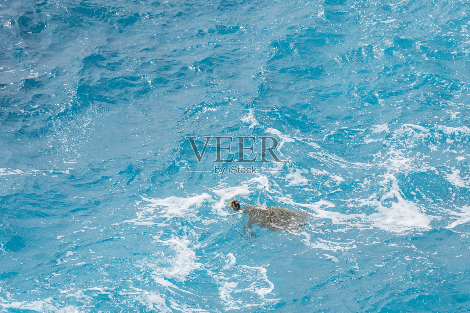 太平洋的海龟照片摄影图片