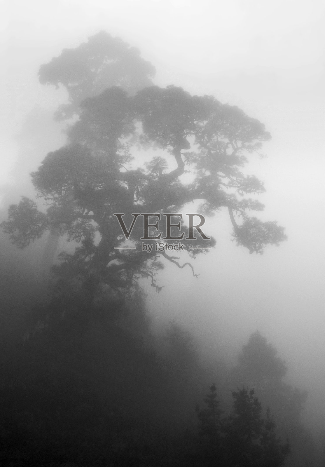 拉帕尔马岛上的加那利岛松树(加那利松)照片摄影图片