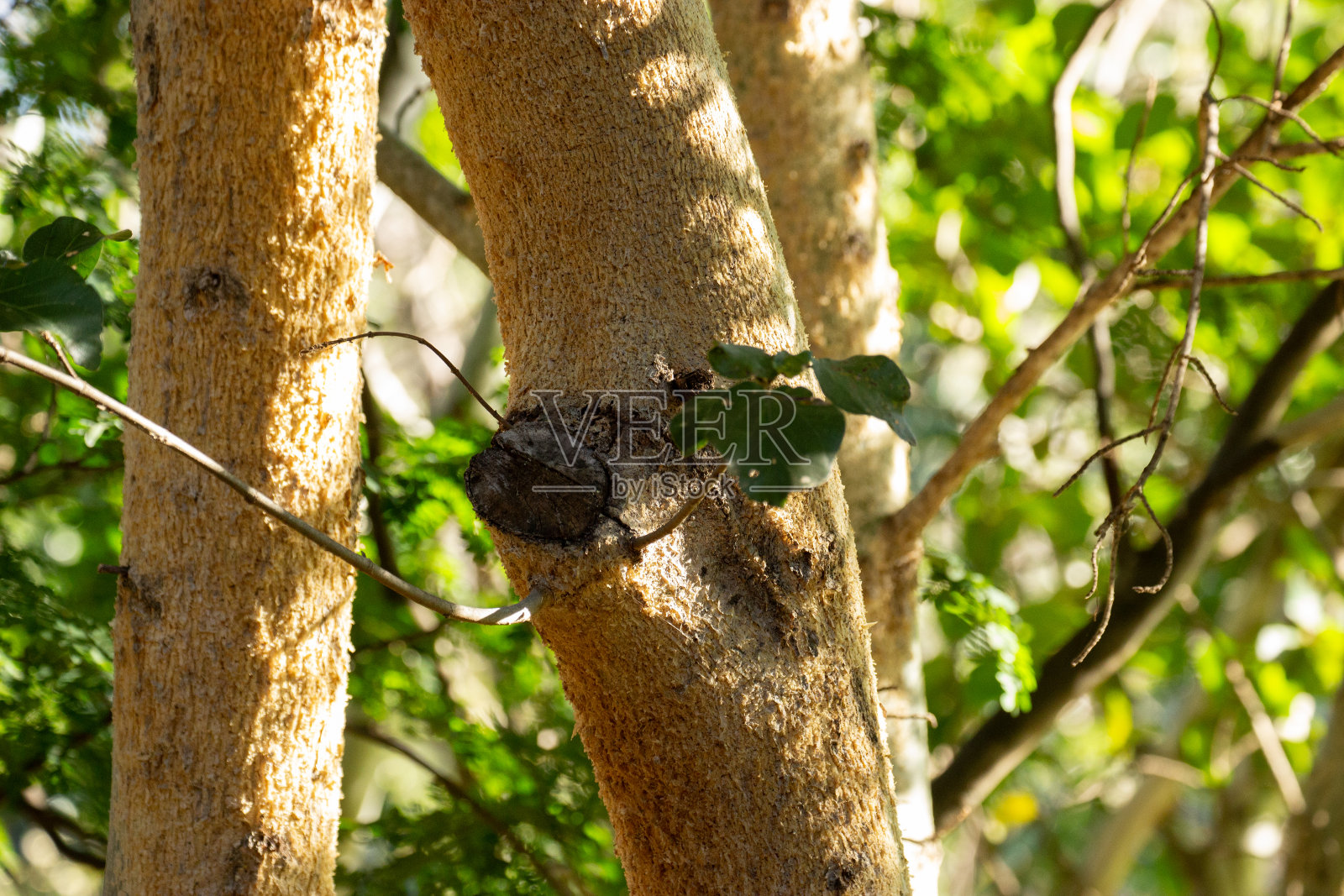 幻想性视错觉。树看起来像一个人。照片摄影图片