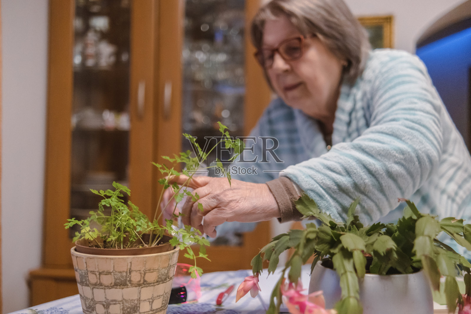 给室内植物浇水对它们的整体健康至关重要照片摄影图片