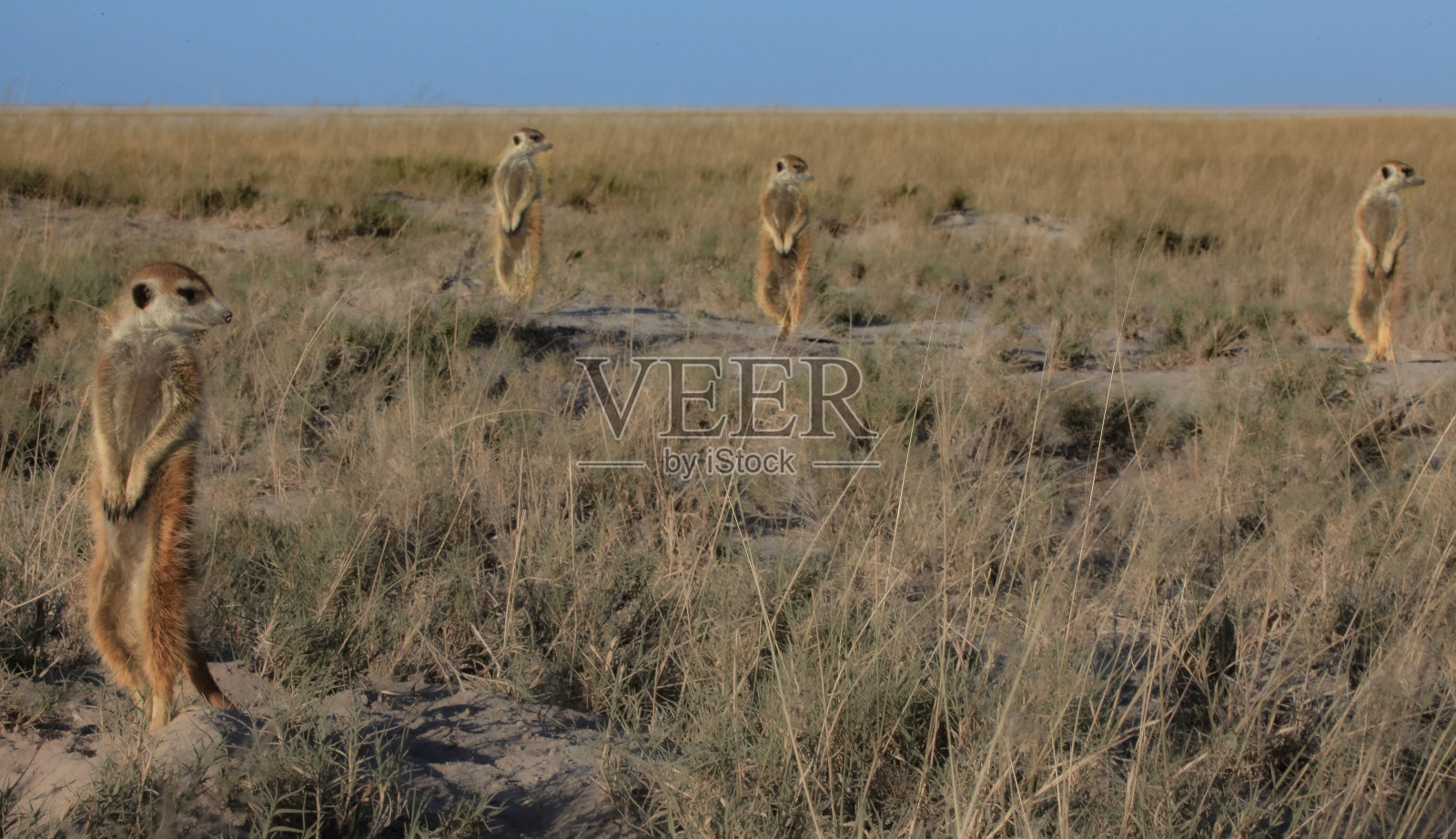 相机捕捉到的博茨瓦纳野生动物照片摄影图片