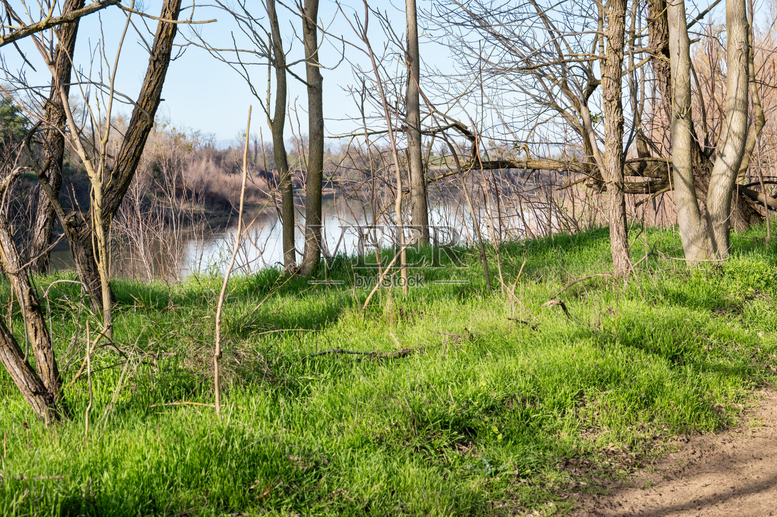 河边的树照片摄影图片