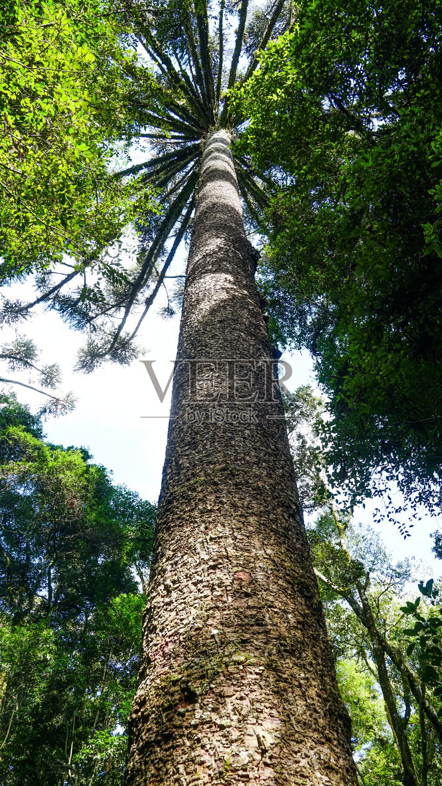 巴拉那松或白杨照片摄影图片