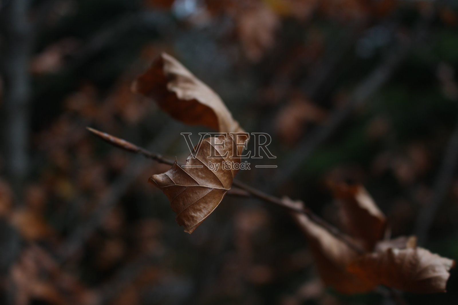 美丽的大自然和树叶照片摄影图片