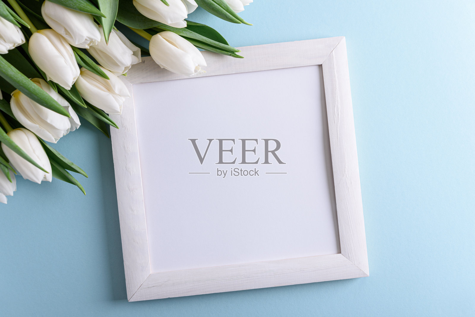 蓝色背景上装饰着一束白色的郁金香。周年庆典概念。软焦点照片摄影图片