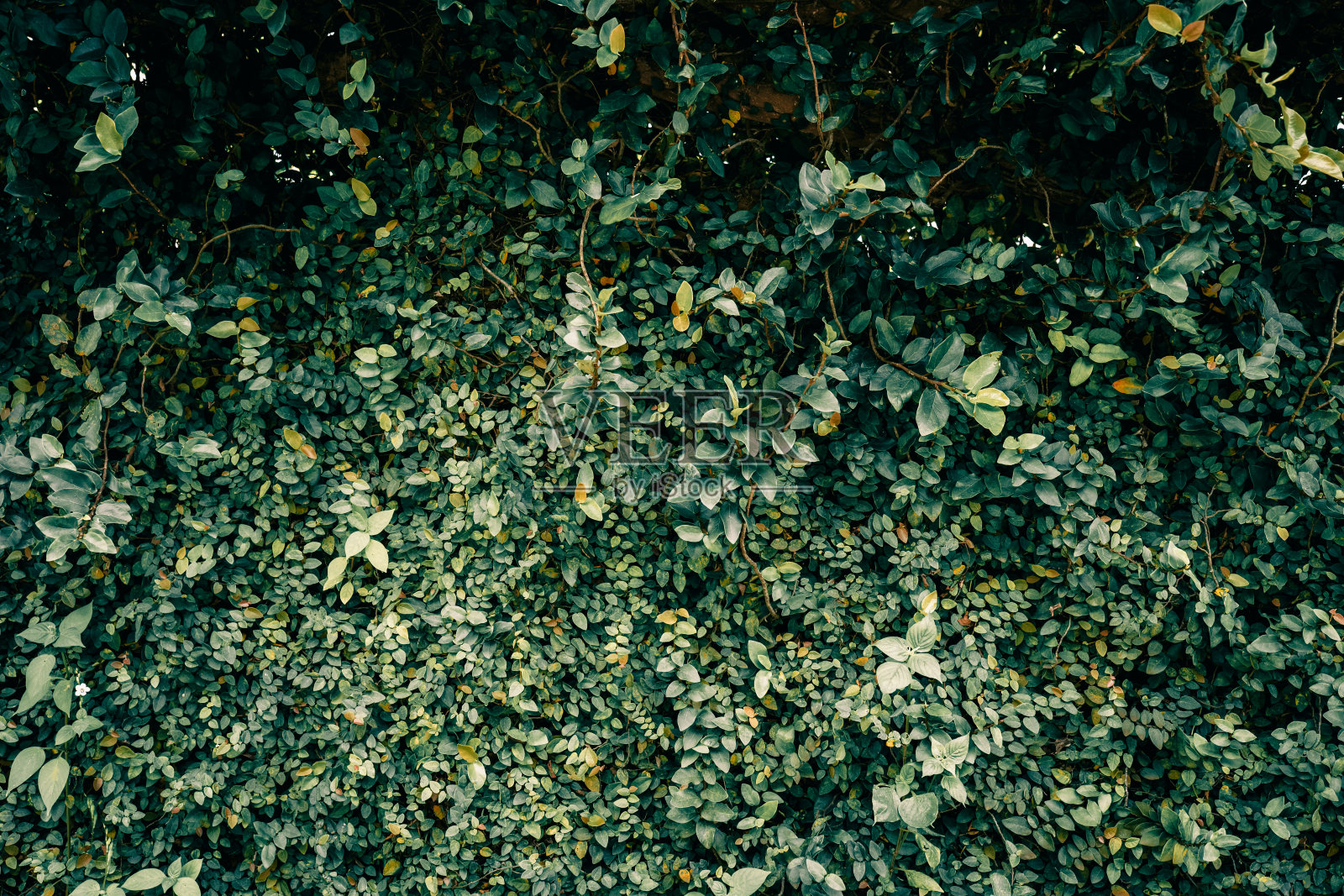 墙上爬满了深色的常春藤照片摄影图片
