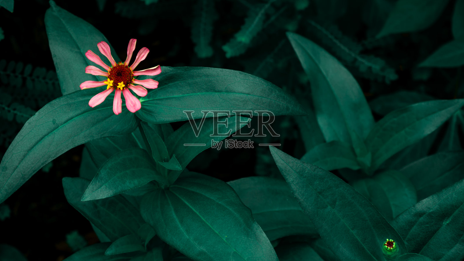 粉红色的花朵绽放在绿蓝色的叶子上,自然的背景,花朵的形状,调色的过程。树叶纹理背景,青蓝色调。粉红色的花照片摄影图片