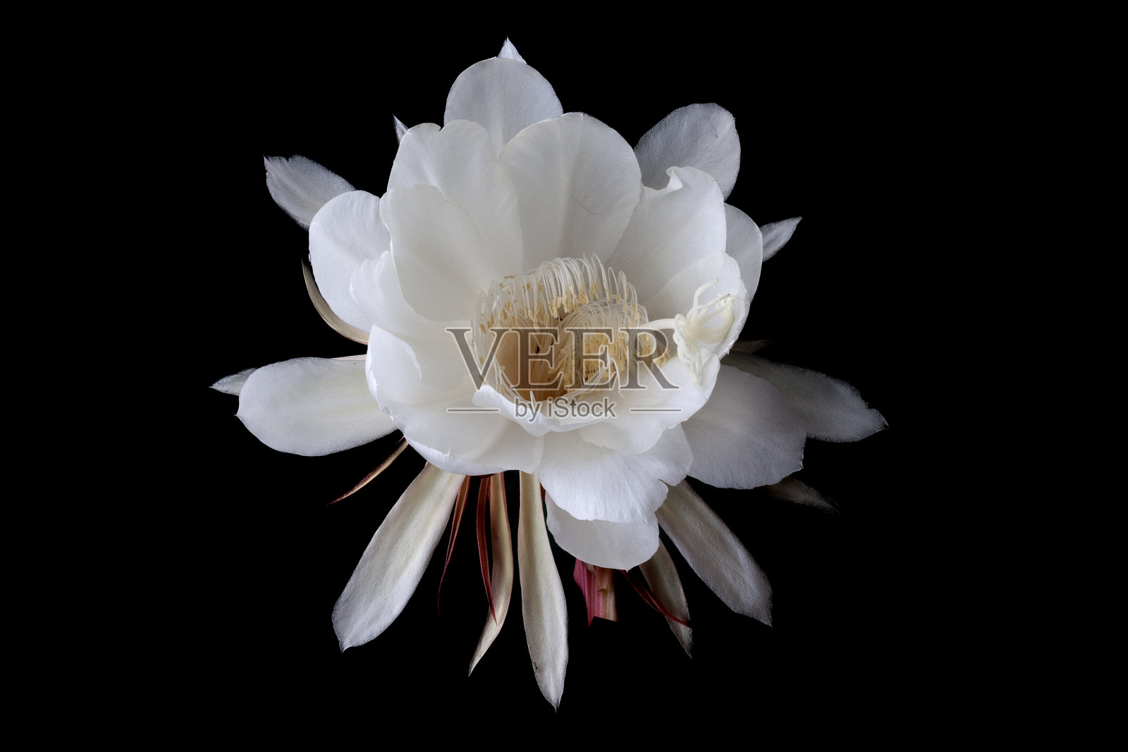 花昙花照片摄影图片