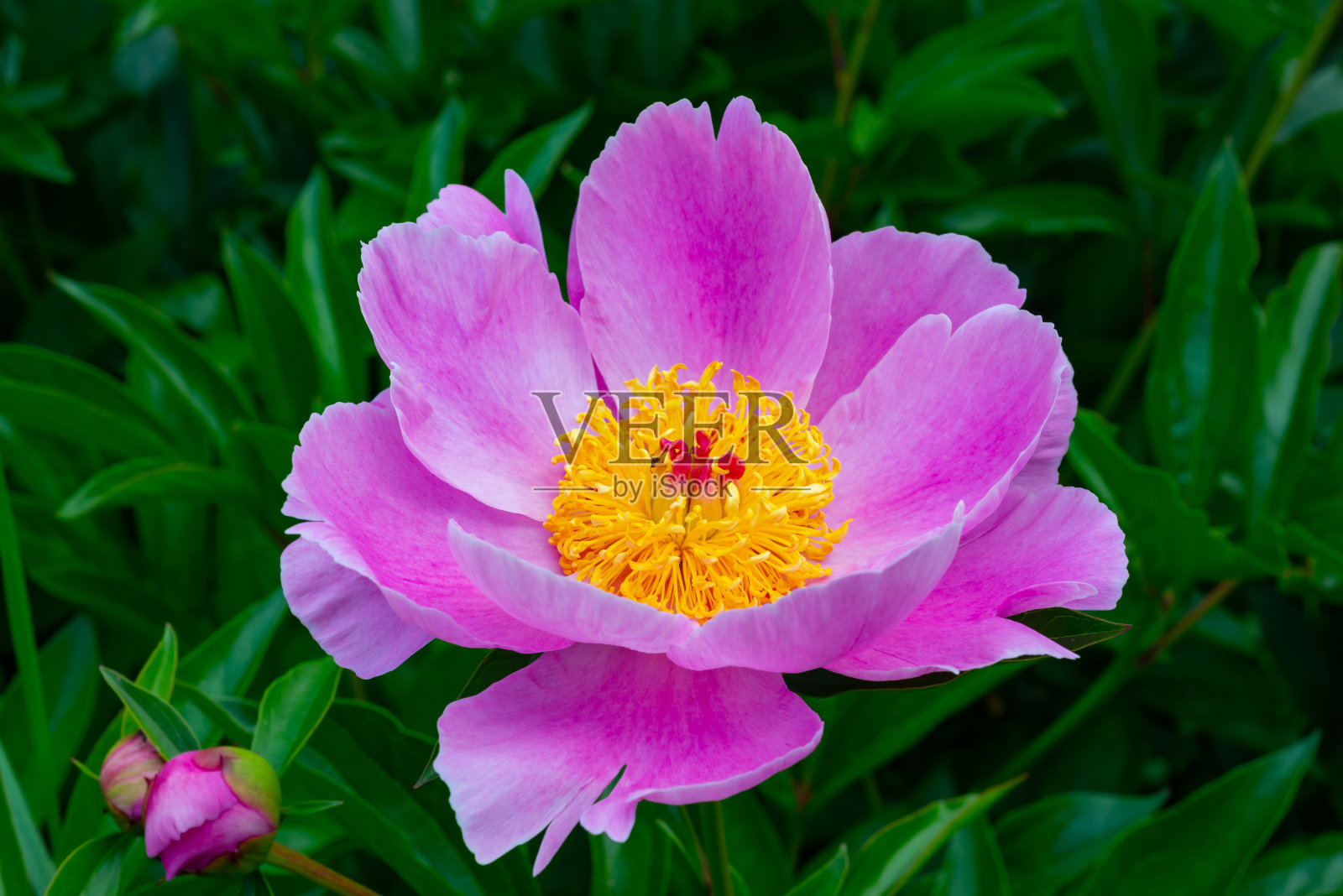 牡丹在花园里,粉红色的花朵特写,乌克兰植物园照片摄影图片