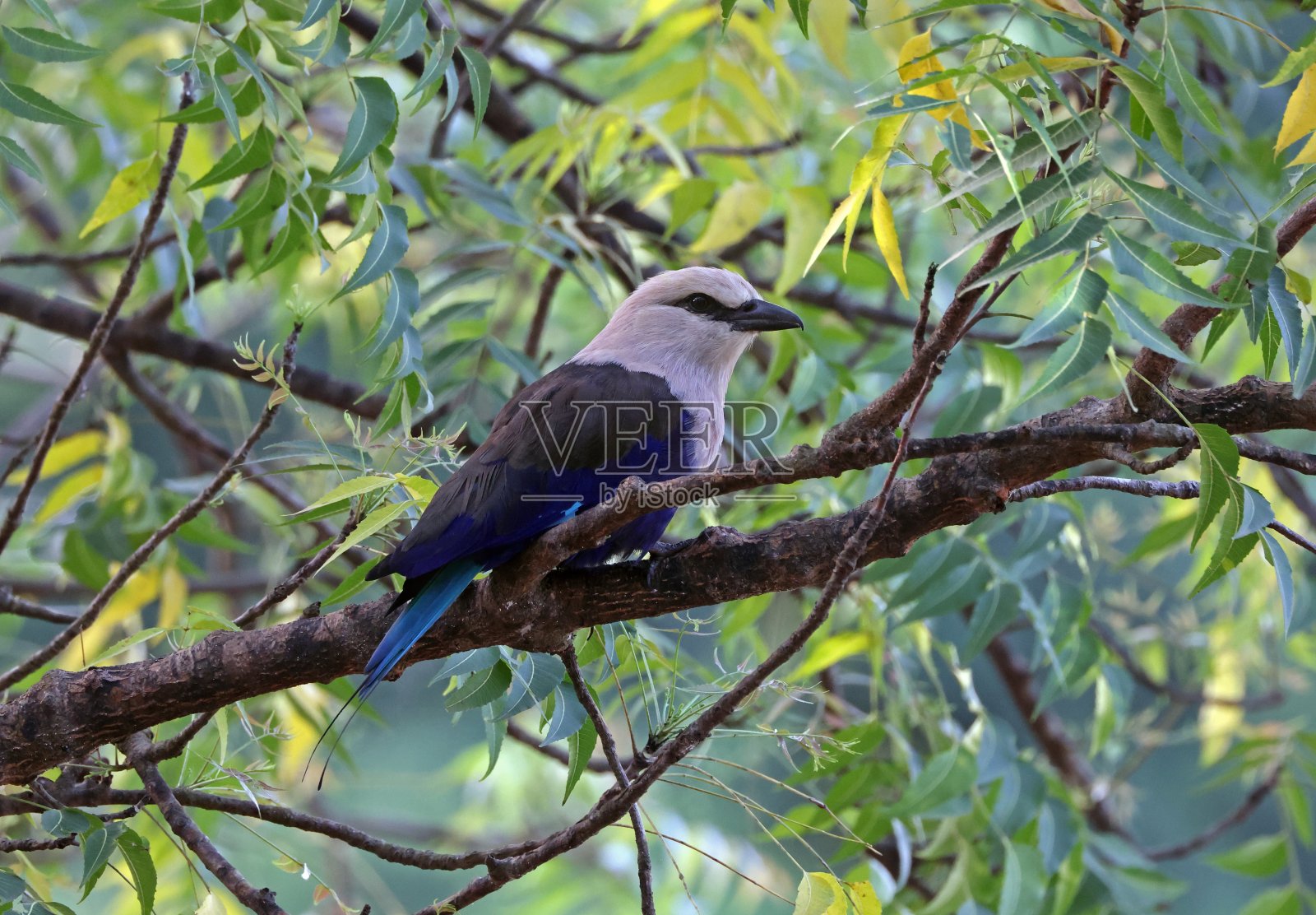 蓝腹佛法僧照片摄影图片