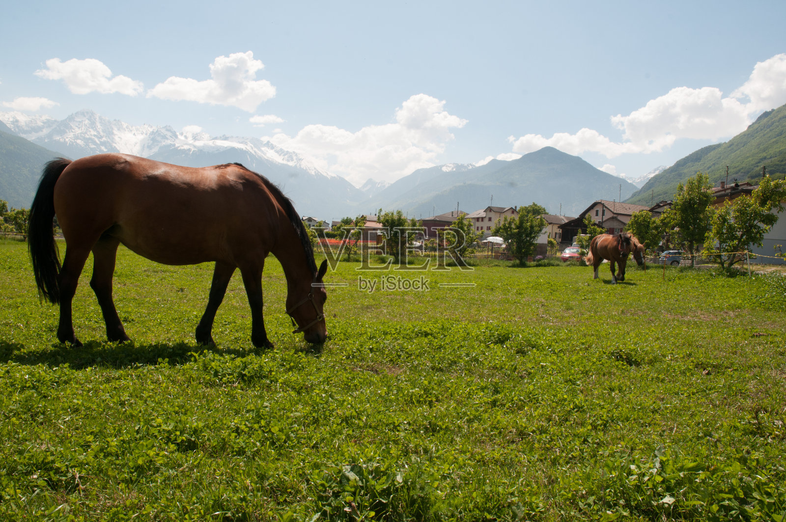 马照片摄影图片