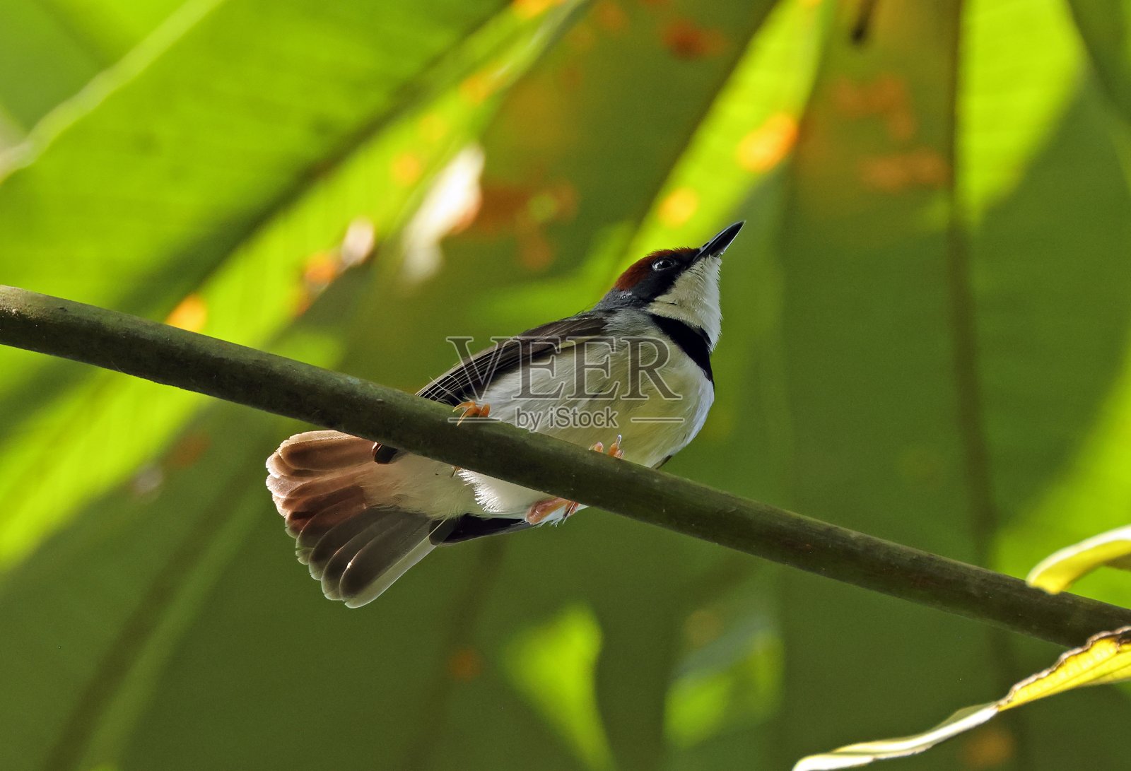 Rufous-crowned Eremomela照片摄影图片