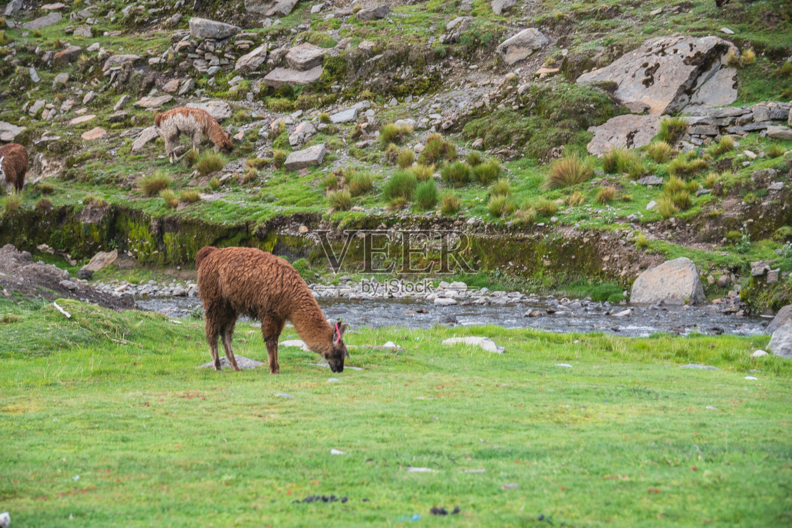 一只羊驼在玻利维亚安第斯山脉一条河边的绿色山上吃草照片摄影图片