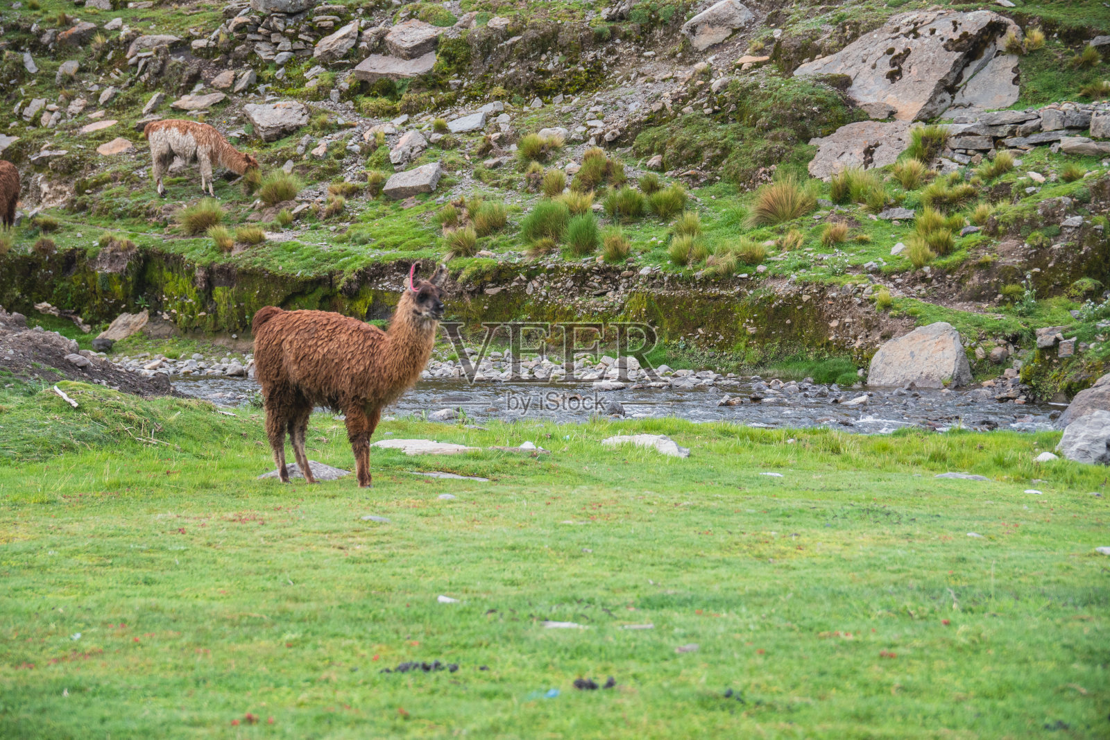 一只羊驼在玻利维亚安第斯山脉一条河边的绿色山上吃草照片摄影图片