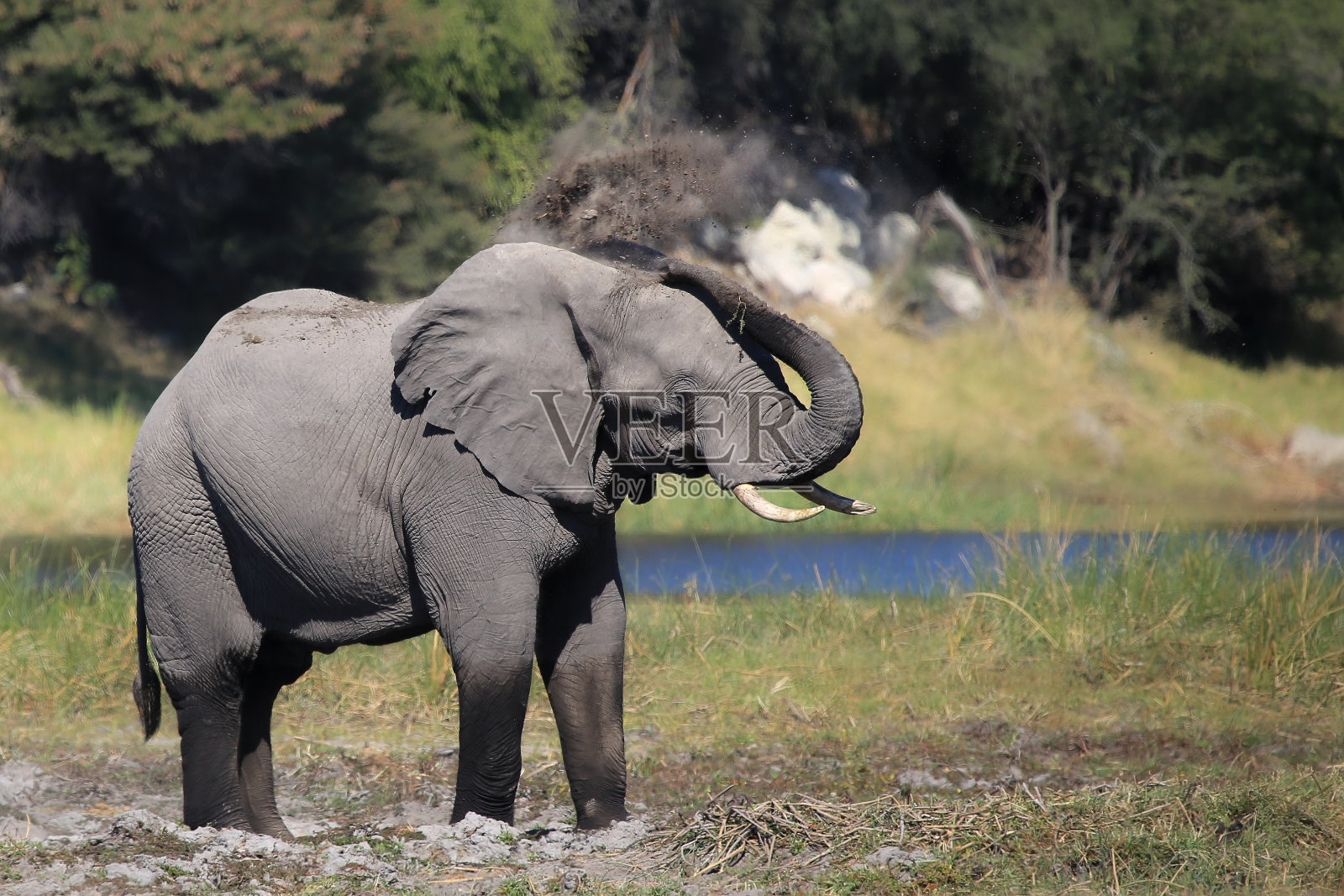 相机捕捉到的博茨瓦纳野生动物照片摄影图片