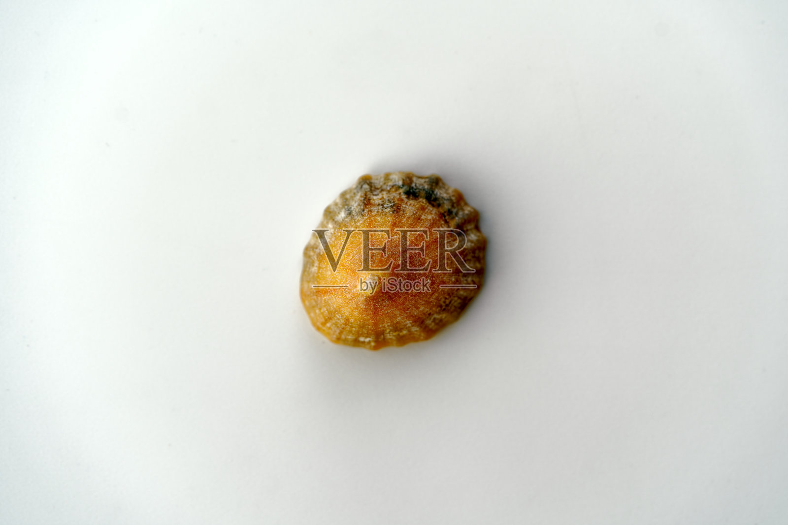 在大西洋的英国海滩上发现的贝壳的高角度景色。照片摄影图片