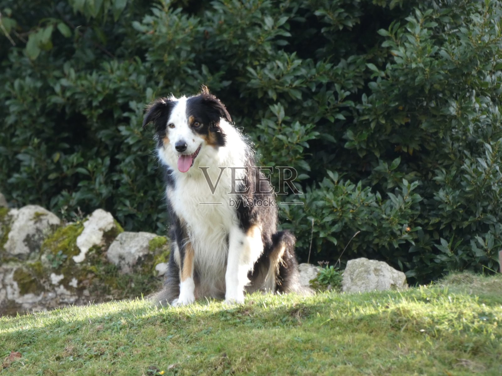 工作犬照片摄影图片