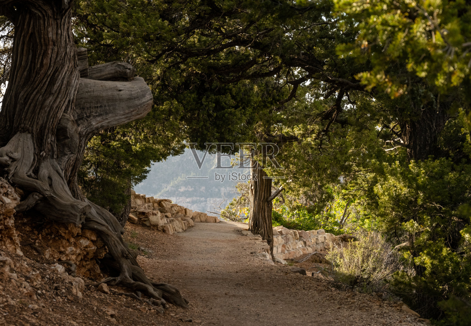 沿着大峡谷北缘耳堂小径的树木隧道照片摄影图片