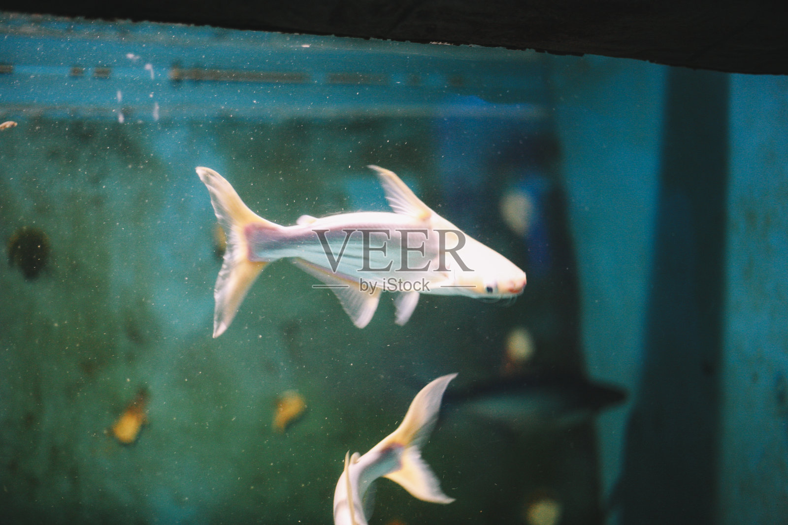 泰国海底的鱼照片摄影图片