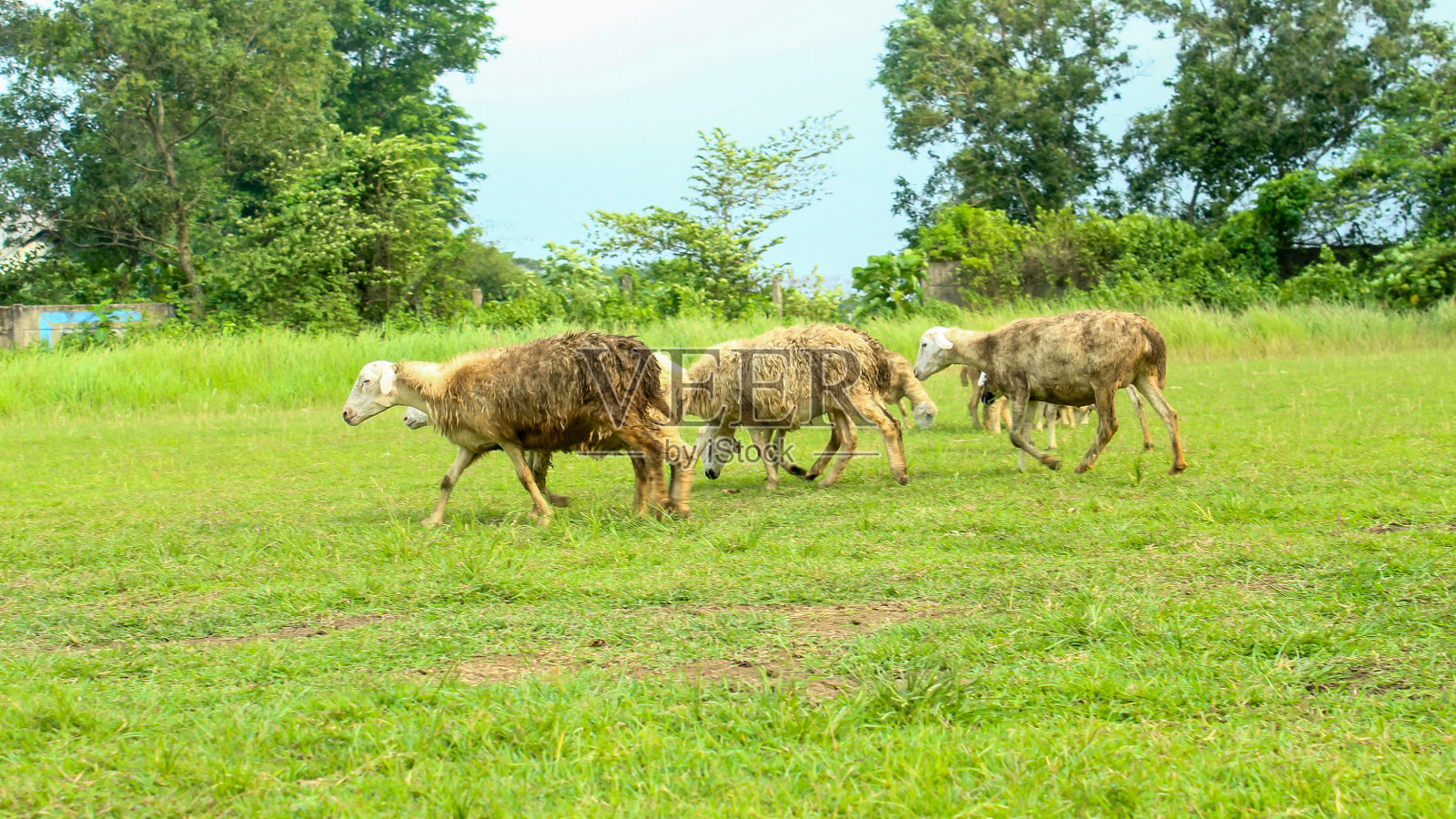牧场上的一群羊照片摄影图片