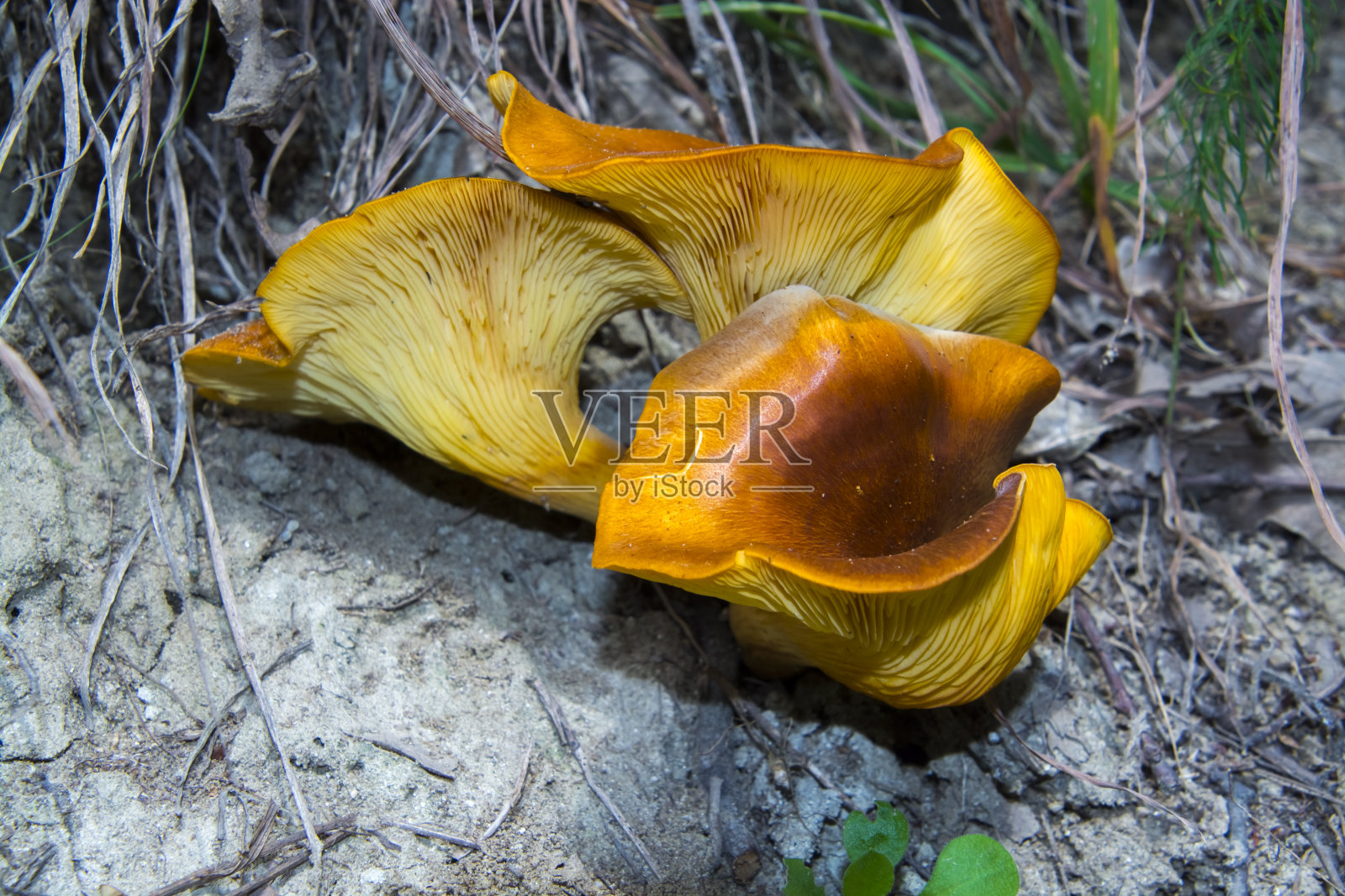 夏天森林里的南瓜灯蘑菇照片摄影图片