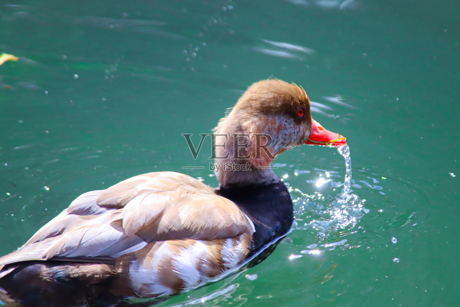 鸭照片摄影图片
