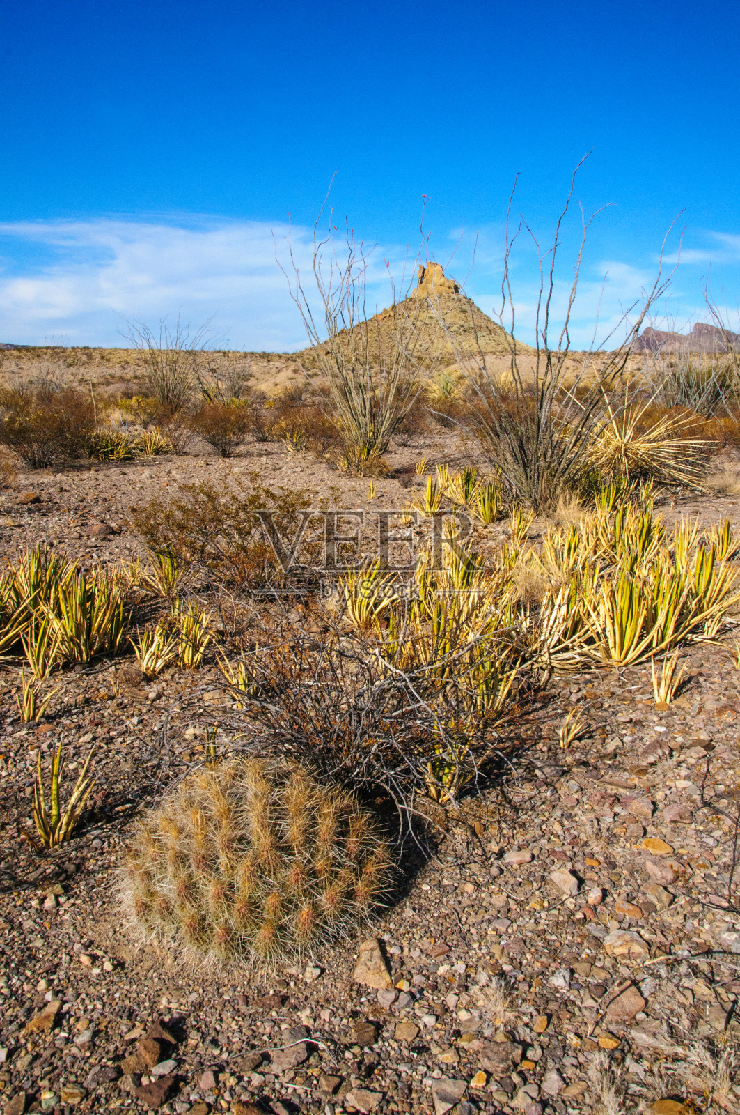 大本德国家公园的仙人掌。棘球蚴:草莓刺猬仙人掌,大本德国家公园德克萨斯沙漠中的稻草色刺猬。照片摄影图片