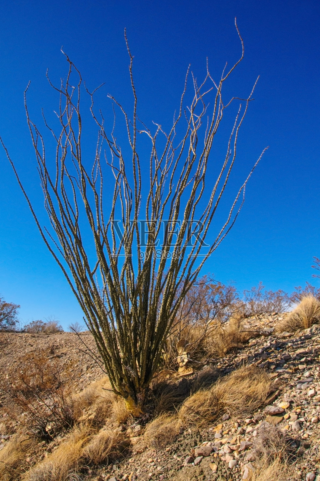 在德克萨斯州大本德国家公园的奇瓦瓦沙漠中,一种名为福基耶利亚的玉米花植物照片摄影图片