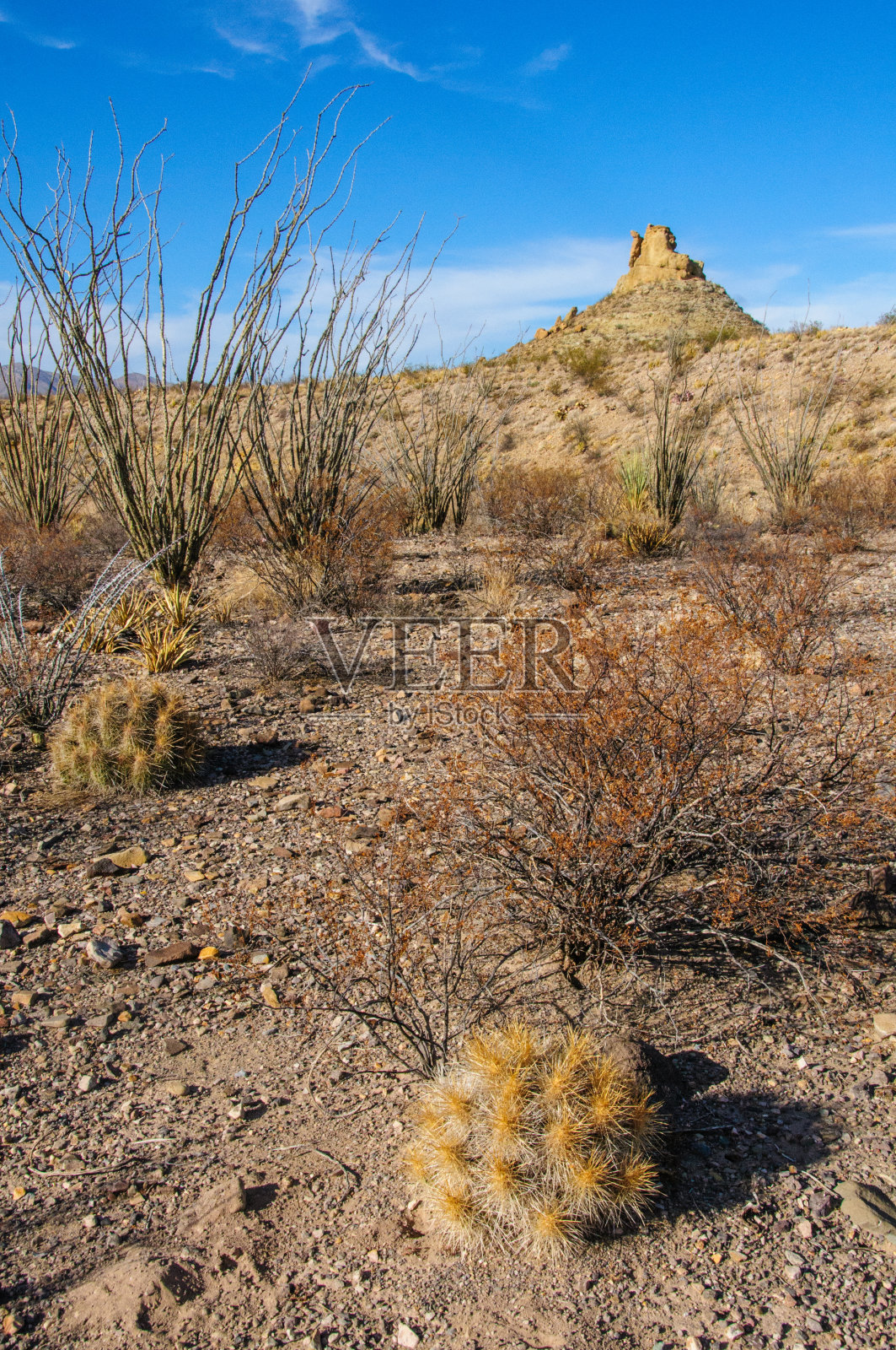 石头沙漠,沙漠景观在得克萨斯州大本德国家公园的山区,仙人掌和沙漠植物照片摄影图片