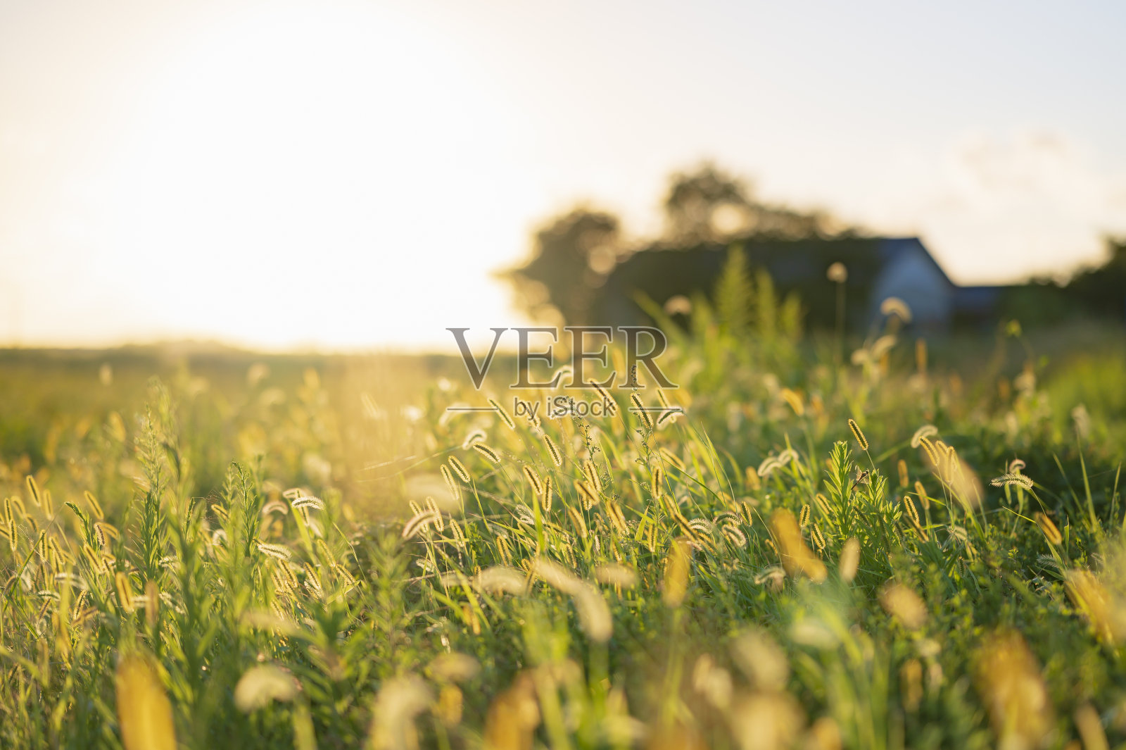 猫在夕阳下挥舞魔杖照片摄影图片