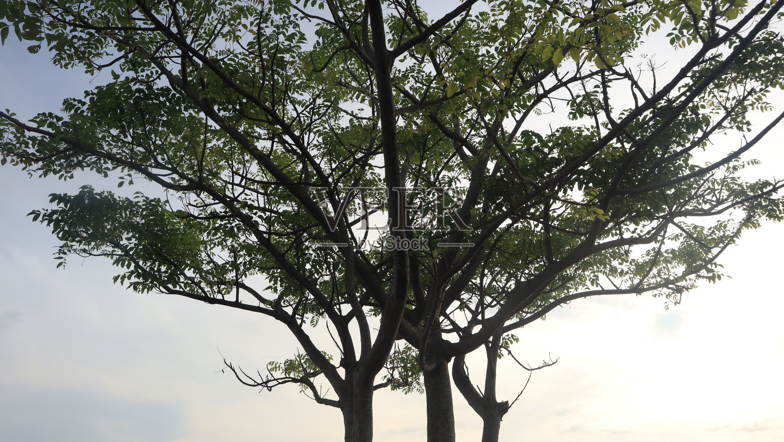 树蓝天照片摄影图片