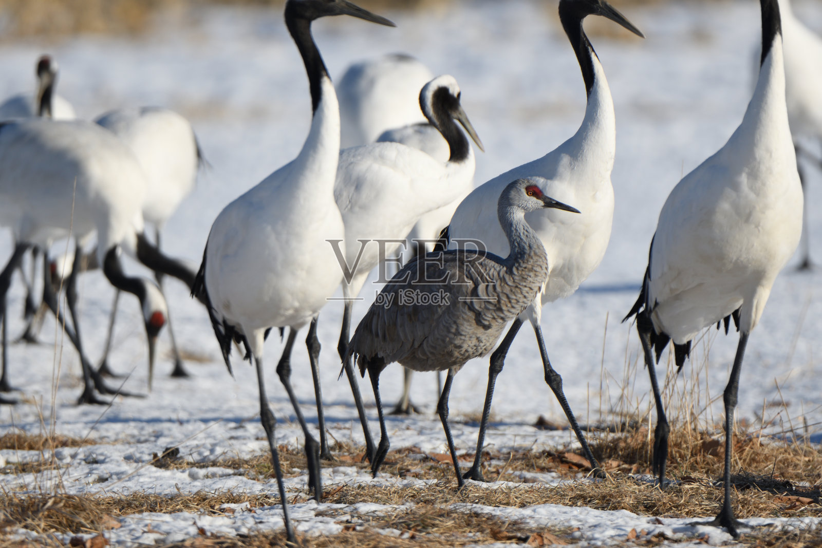 在北海道鹤井村鹤井台,一只沙丘鹤和一只丹顶鹤。照片摄影图片