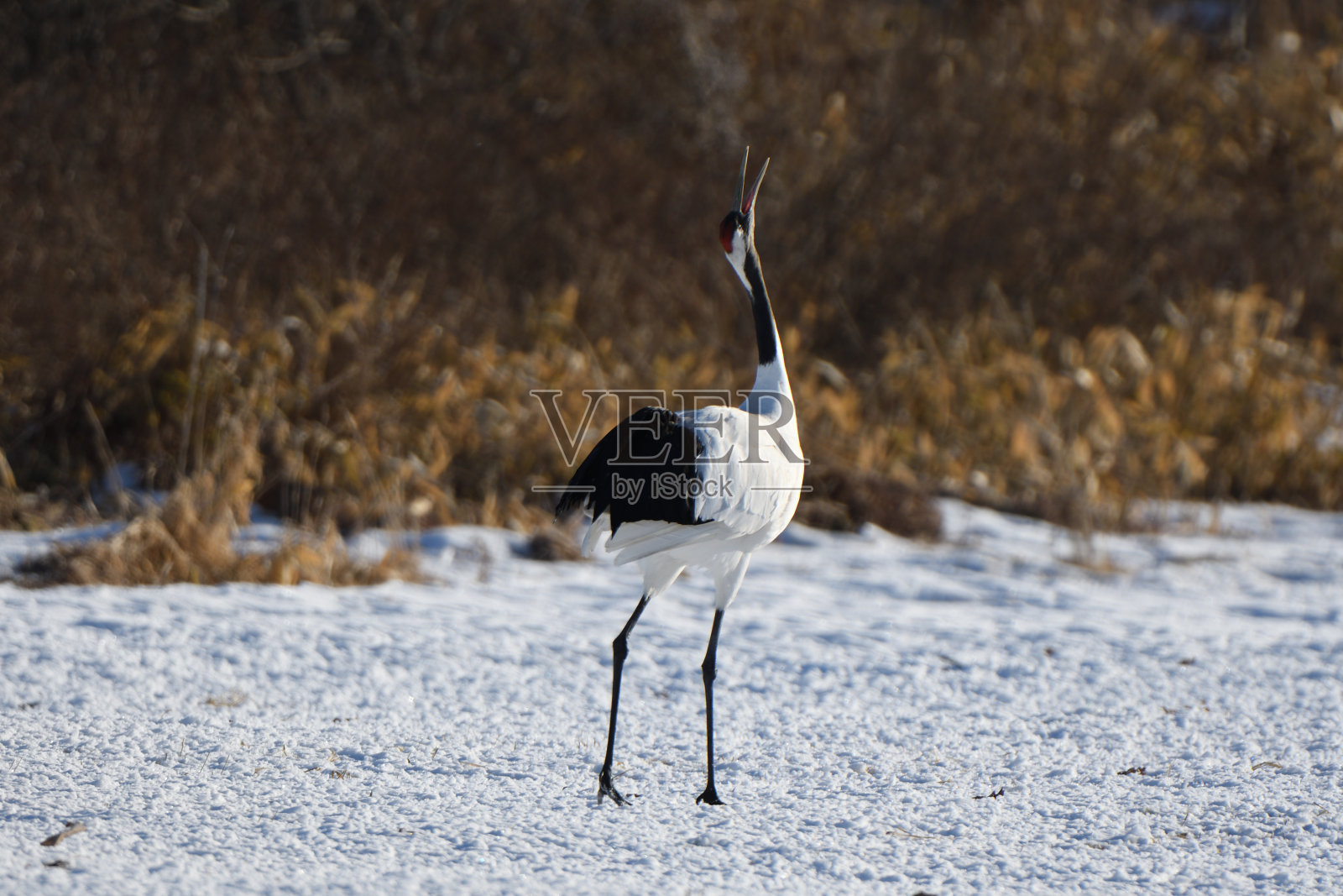 在北海道鹤井村,一只丹顶鹤在冬天发出白色的叫声。照片摄影图片
