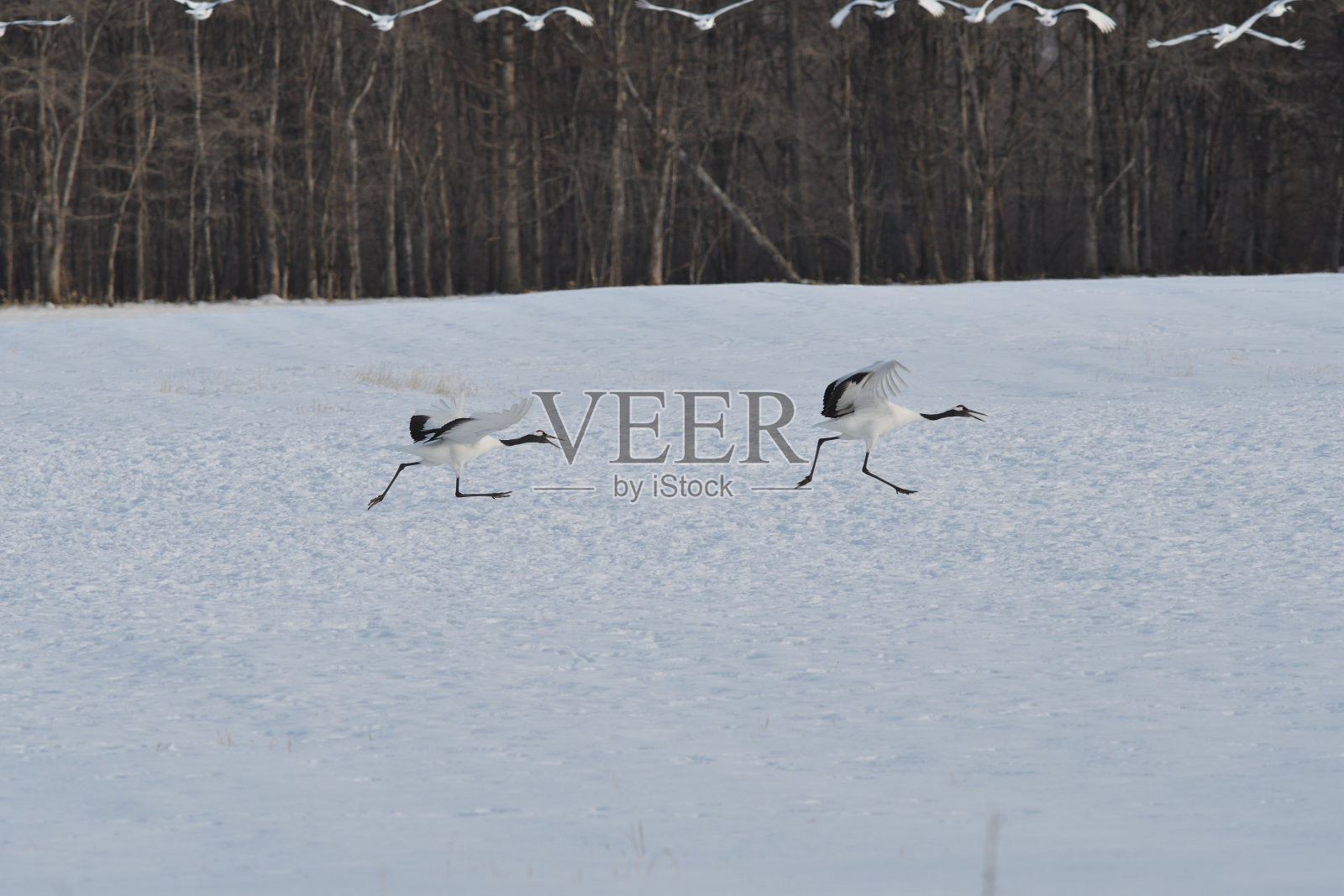 冬天,一群丹顶鹤从北海道鹤井村的伊藤保护区起飞。照片摄影图片