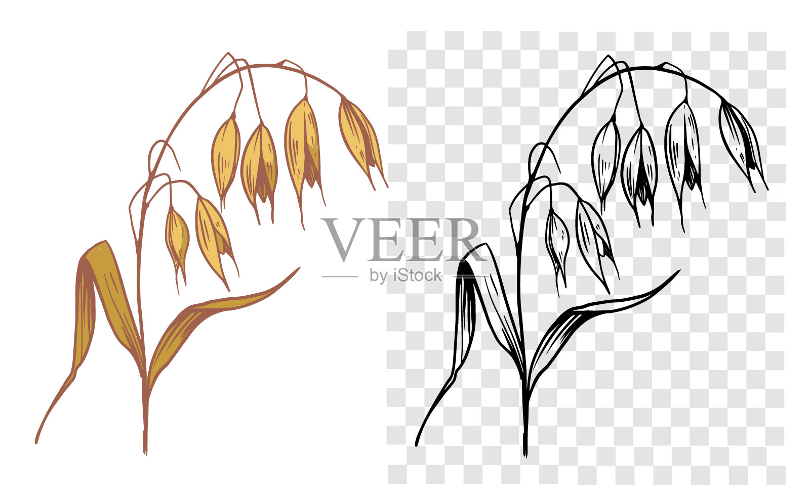 燕麦,谷物,植物,谷物,现实的草图,矢量插图,手绘,透明背景上的黑色轮廓插画图片素材