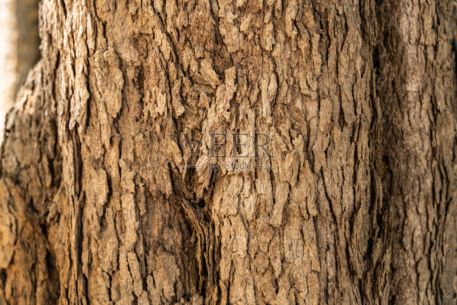 树皮树的纹理照片摄影图片