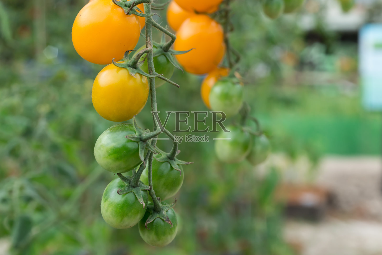 农业大棚番茄,生蔬菜照片摄影图片