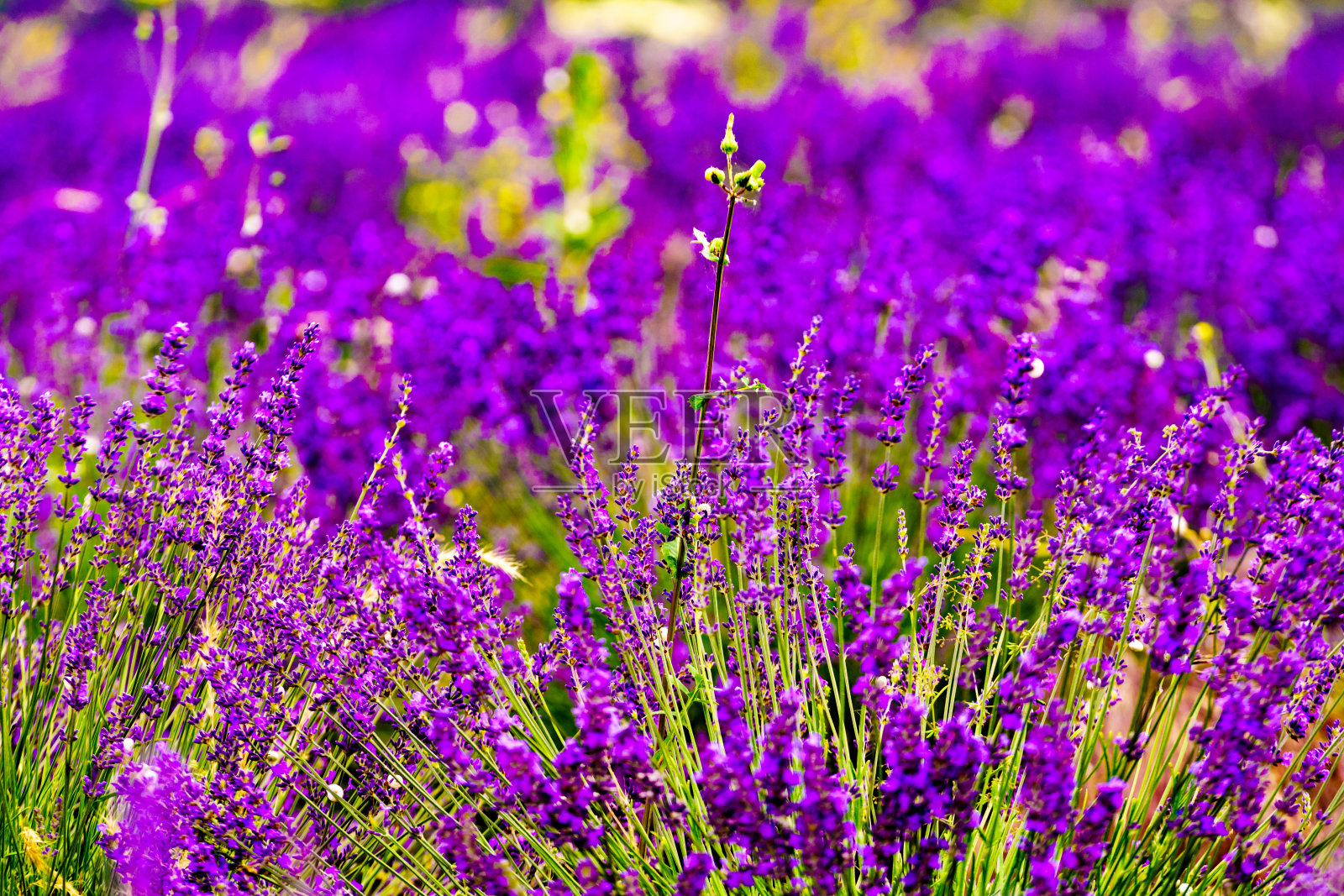 田野里的薰衣草花照片摄影图片